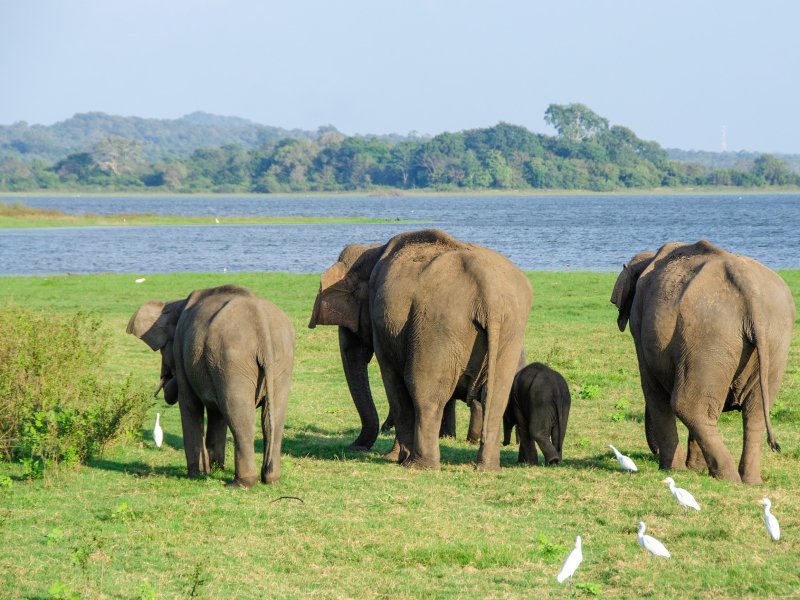 Eléphants du Sri Lanka